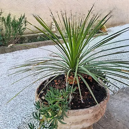 Les Bonnes Herbes --- Rez-de-villa Villa *